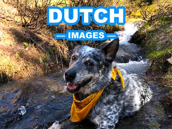 STOPSTU IMAGES DUTCH