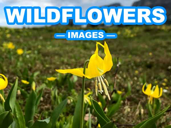 STOPSTU IMAGES WILDFLOWERS