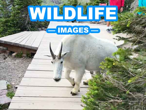 STOPSTU IMAGES WILDLIFE
