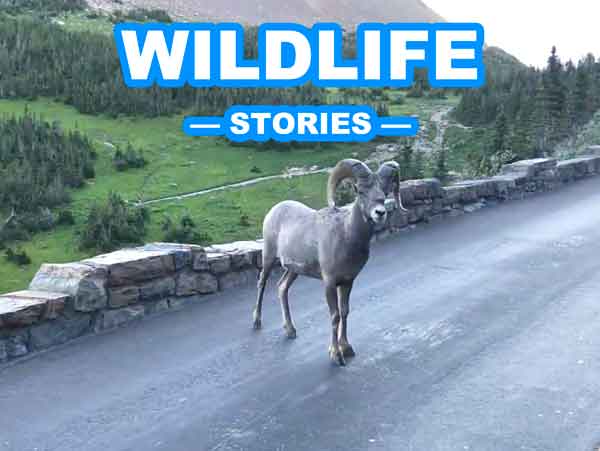 STOPSTU STORIES WILDLIFE