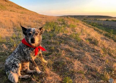 Dutch at sunrise in Oregon