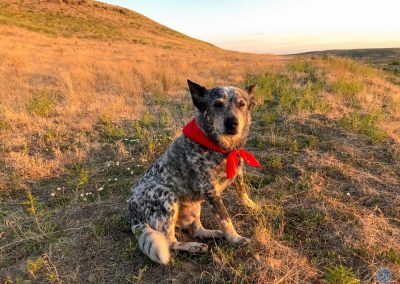 Dutch at sunrise in Oregon