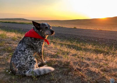 Dutch at sunrise in Oregon