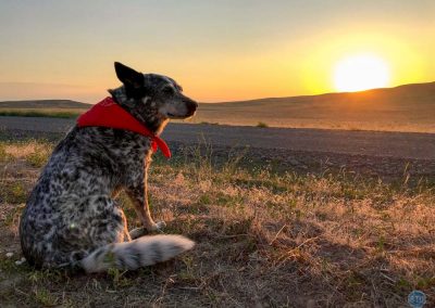 Dutch at sunrise in Oregon