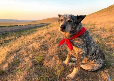 Dutch at sunrise in Oregon