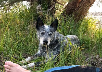 Dutch near Carson Pass, California