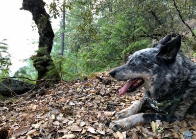 Dutch on Sawtooth Ridge near Alta, CA