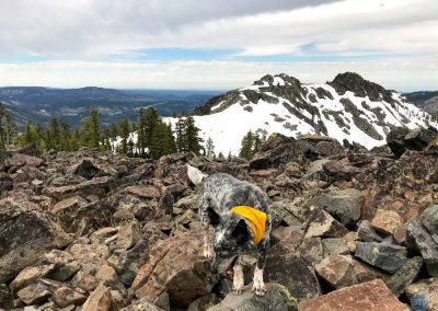 Dutch at Black Buttes, Grouse Ridge, California