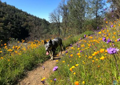 Dutch near Rattlesnake Bar, CA