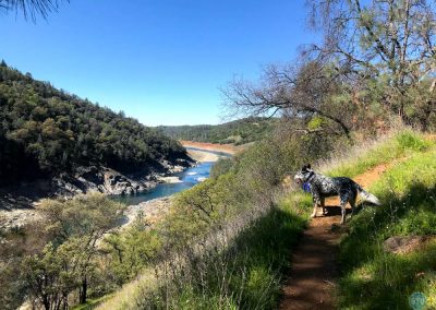 Dutch near Rattlesnake Bar, CA