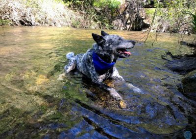 Dutch in North Fork American River, California