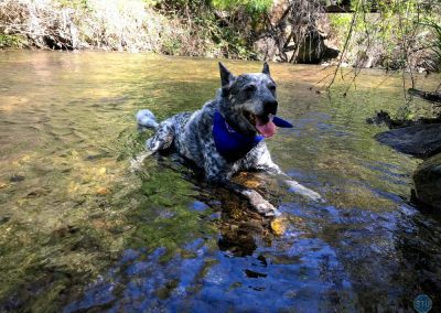 Dutch in North Fork American River, California