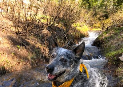 Dutch at Castle Peaks, California