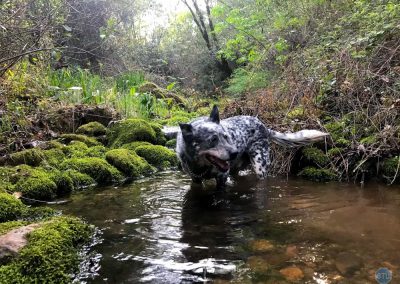 Dutch in Clipper Creek near Auburn, CA