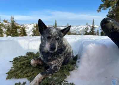 Dutch on Grouse Ridge, California
