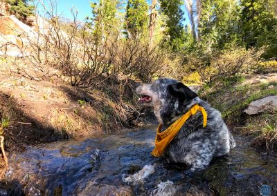 Dutch at Castle Peaks, California