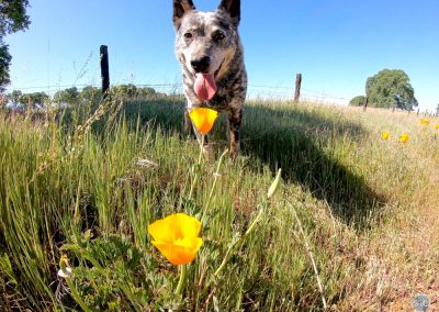 Dutch and Poppies near Cool, CA