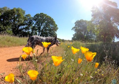 Dutch and Poppies near Cool, CA