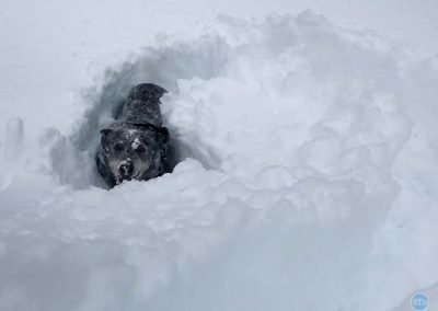 Dutch plays in snow near Forresthill, CA