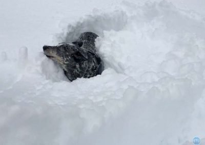 Dutch plays in snow near Forresthill, CA