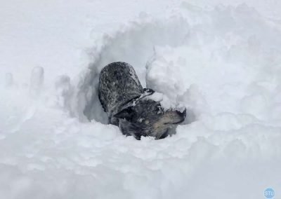 Dutch plays in snow near Forresthill, CA
