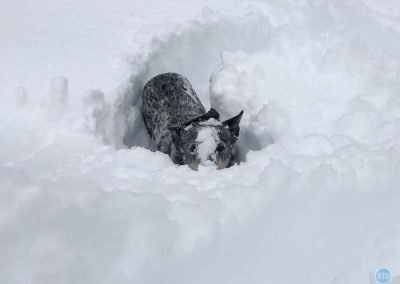 Dutch plays in snow near Forresthill, CA