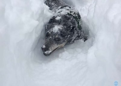 Dutch plays in snow near Forresthill, CA