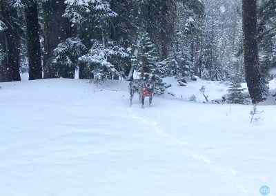 Dutch plays in snow near Sierra Buttes, CA