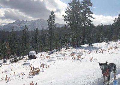 Dutch plays in snow near Sierra Buttes, CA