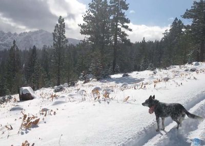 Dutch plays in snow near Sierra Buttes, CA