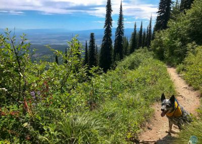 Dutch at White Fish Mountain, Montana