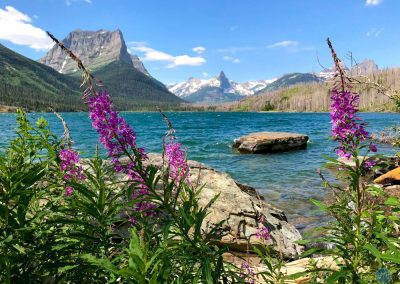 Fireweed Wildflowers near Saint Mary Lake in Glacier National Park, Montana via STOPSTU