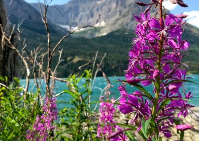 Fireweed Wildflowers near Saint Mary Lake in Glacier National Park, Montana via STOPSTU