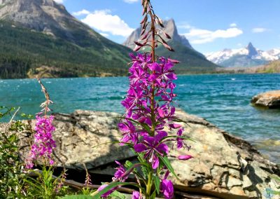 Fireweed Wildflowers near Saint Mary Lake in Glacier National Park, Montana via STOPSTU