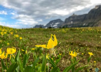 Glacier Lily (Snow Lily) in Glacier National Park, Montana