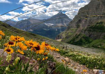 Blanket Flower in Glacier National Park, Montana