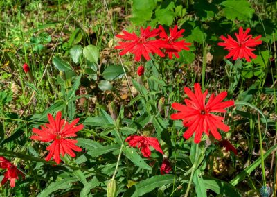Red Lychnis near the Middle Fork American River in California