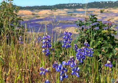 Purple Lupine near Rattlesnake Bar on Folsom Lake, CA