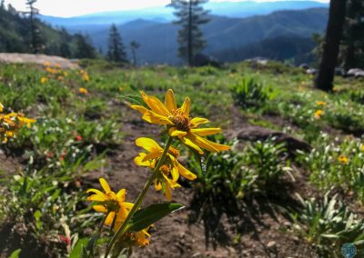 Mule's Ears Flowers along Pacific Crest Trail near Castle Peaks, CA