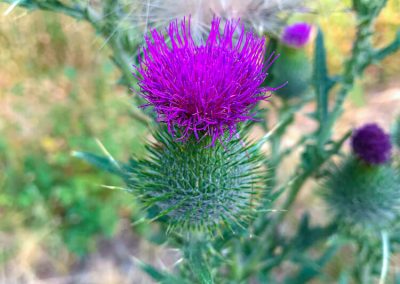 Plume Thistles (or Bull Thistle) near Cisco Grove, CA