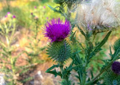 Plume Thistles (or Bull Thistle) near Cisco Grove, CA