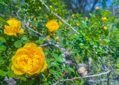 Yellow Rose growing wild off the Pioneer Express Trail near Folsom Lake, CA