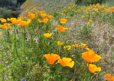 California Golden Poppies near Forresthill, CA