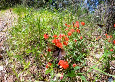 Red Lychnis flowers near the Middle Fork American River in California