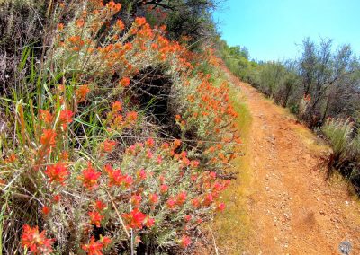 Orange Indian Paintbrush along Western States Trail near Middle Fork American River in California