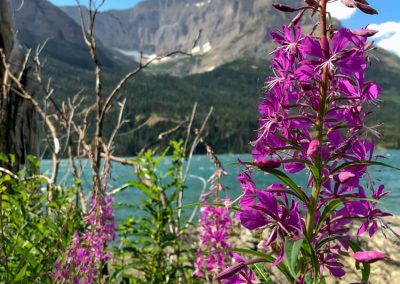 Fireweed flowers beside Saint Mary Lake in Glacier National Park, Montana