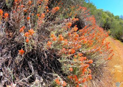 Orange Indian Paintbrush along Western States Trail near Middle Fork American River in California