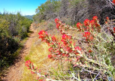 Red Indian Paintbrush along Western States Trail near Middle Fork American River in California