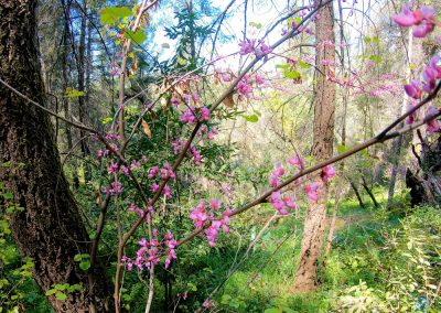 Western Redbud along Western States Trail near Middle Fork American River in California
