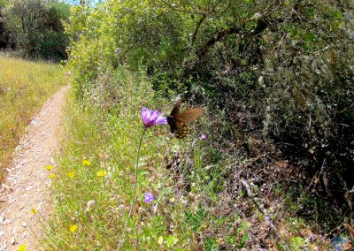 Purple Alpine Aster flowers near Middle Fork American River in California